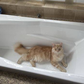 Barker Veterinary Services - Nugget, a Maine Coon owned by Dr Barker - Veterinarians Near Me
