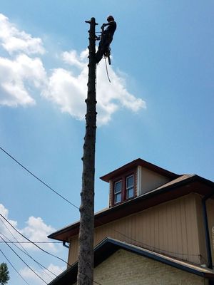 Soly Universal Tree Care