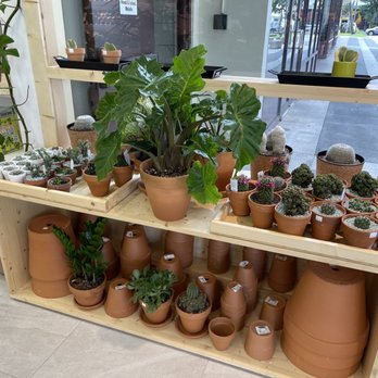 Mari’s Urban Garden - Nurseries & Gardening Near Me - Honolulu, Hawaii