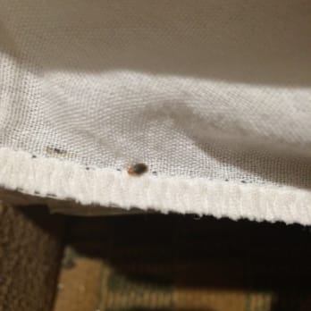 Pleasant Hill Inn - Bed bugs everywhere - Hotels Near Me - Pleasant Hill, California