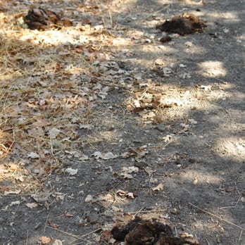 Bishop Ranch Regional Preserve - watch out for the poop! - Hiking Near Me