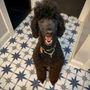 Photo of Buds. N' Suds Dog Grooming