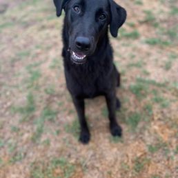 Elton, a very grateful pup for Camp Run-A-Mutt East County Elton, a very grateful pup for Camp Run-A-Mutt East County