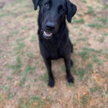 Camp Run-A-Mutt East County - Elton, a very grateful pup for Camp Run-A-Mutt East County - Pet Sitting Near Me - El Cajon, California Camp Run-A-Mutt East County - Elton, a very grateful pup for Camp Run-A-Mutt East County - Pet Sitting Near Me - El Cajon, California
