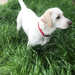 my road dog mobile grooming