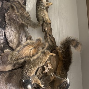 Pee Wee's Taxidermy - Squirrels - Taxidermy Near Me Pee Wee's Taxidermy - Squirrels - Taxidermy Near Me