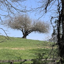 The Bike Station - Lone tree near Abingdon.