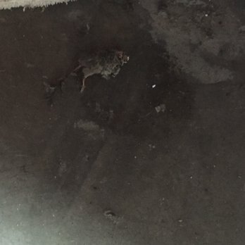 Mountain Avenue Self Storage - Another dead rat inside my storage... I wish I was able to get pictures of the live ones running out as we moved boxes - Self Storage Near Me - Ontario, California Mountain Avenue Self Storage - Another dead rat inside my storage... I wish I was able to get pictures of the live ones running out as we moved boxes - Self Storage Near Me - Ontario, California