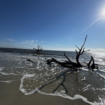Driftwood Beach - Beach and tree - Beaches Near Me - Jekyll Island, Georgia Driftwood Beach - Beach and tree - Beaches Near Me - Jekyll Island, Georgia