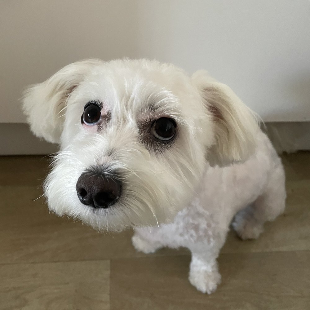 Dogdrop - Pet Sitting Near Me - Los Angeles, California Dogdrop - Pet Sitting Near Me - Los Angeles, California