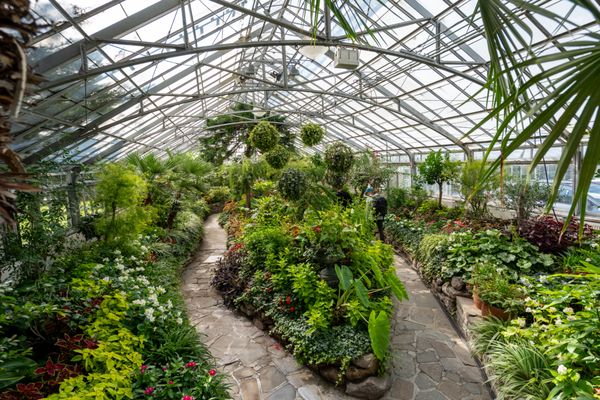 Allan Gardens Conservatory by null