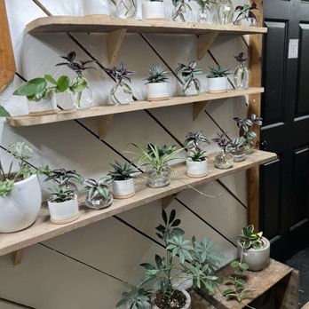 East Pine Plant Shop - Plants - Nurseries & Gardening Near Me - Windham, Maine