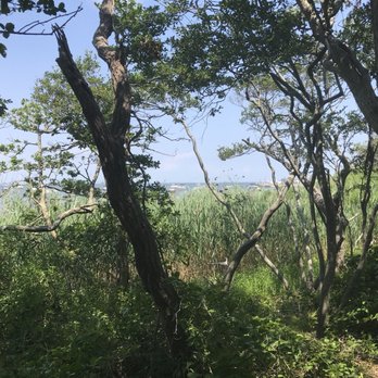 Sunken Forest - Parks Near Me - Sayville, New York