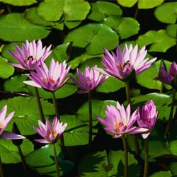 The Insulation Guys