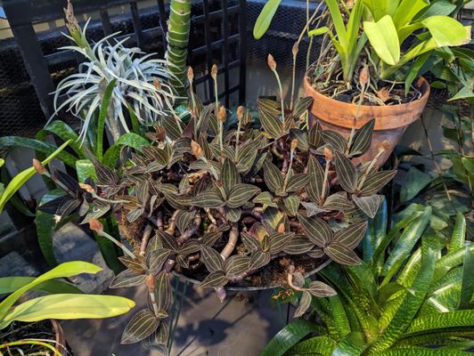 Rawlings Conservatory by null