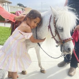 Pony ponies Pony ponies