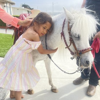 El Pony Charro - Pony ponies - Party Equipment Rentals Near Me El Pony Charro - Pony ponies - Party Equipment Rentals Near Me