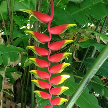 Foster Botanical Garden - Botanical Gardens Near Me - Honolulu, Hawaii Foster Botanical Garden - Botanical Gardens Near Me - Honolulu, Hawaii