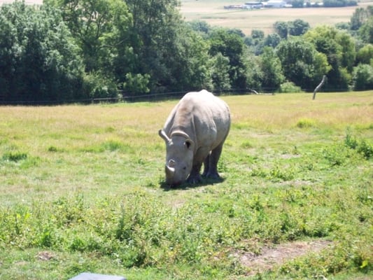 Port Lympne Safari Park by null