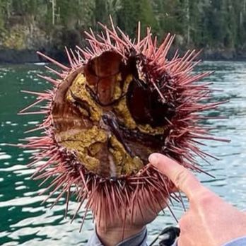 Moby Duck chowder & seafood - Uni in rough shape being held by a smaller twin timmy - Seafood Near Me - Port Angeles, Washington