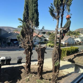 Active Landscape And Tree Service - Alex topping tree before fall it right where he wanted it to fall. - Tree Services Near Me Active Landscape And Tree Service - Alex topping tree before fall it right where he wanted it to fall. - Tree Services Near Me