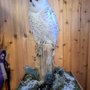 Gary Foreman Taxidermy