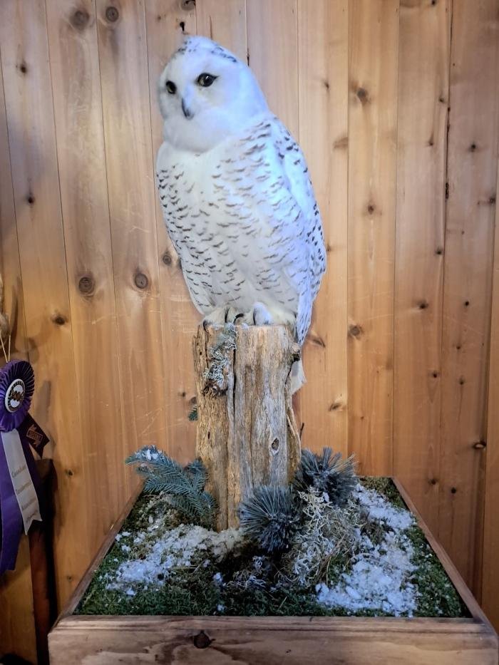 GARY FOREMAN TAXIDERMY Updated August 2024 23 Photos 2443