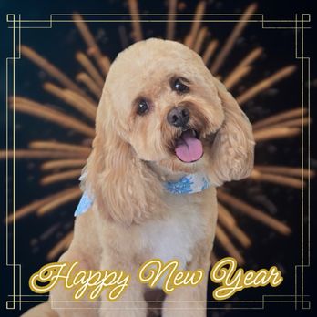 Elevated Touch Pet Salon - Pet Groomers Near Me - Houston, Texas