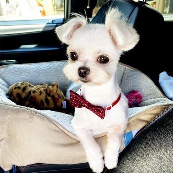 My Best Friend Dog Spa - Check this an some prince out - Pet Groomers Near Me - Honolulu, Hawaii My Best Friend Dog Spa - Check this an some prince out - Pet Groomers Near Me - Honolulu, Hawaii
