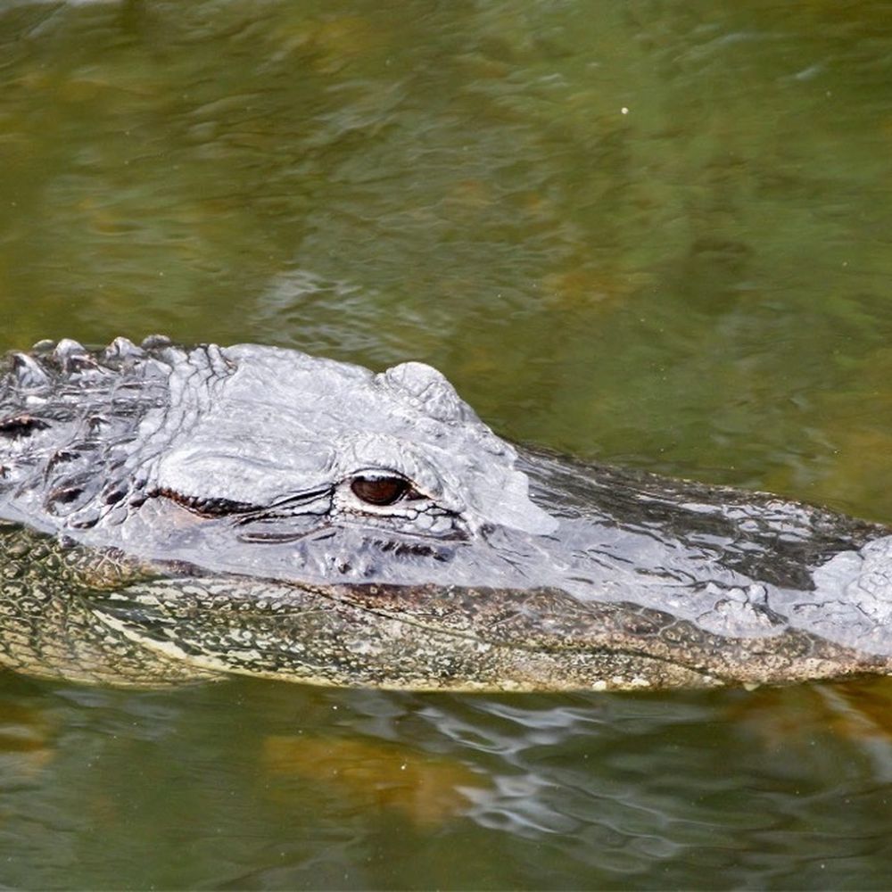 Loop Road - Active Life Near Me - Naples, Florida