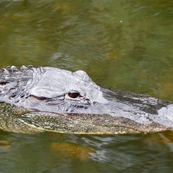 Loop Road - Active Life Near Me - Naples, Florida