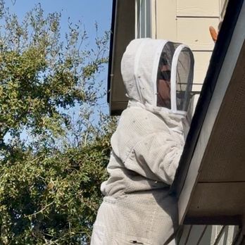 Raul The Bees Guy - Bee suit to work with the angry bees. - Pest Control Near Me Raul The Bees Guy - Bee suit to work with the angry bees. - Pest Control Near Me