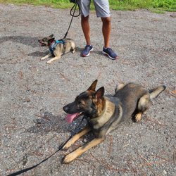 T3 K-9 Obedience and Protection