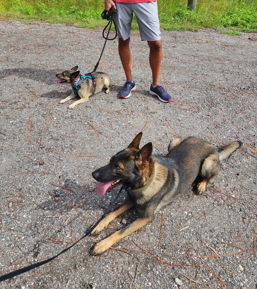 T3 K-9 Obedience and Protection Image