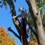 Photo of Sangamon Tree Service