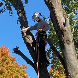 Sangamon Tree Service - Beautiful day for a climb!