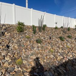 Mariscal Cactus And Succulents