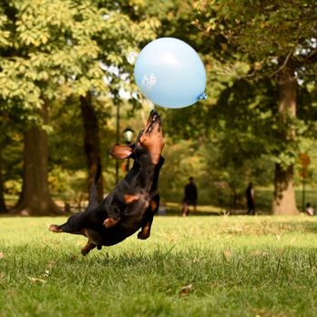 NYC Pet Pawtographer - Our pup Odys, captured by Carmen jumping for a balloon - Pet Photography Near Me NYC Pet Pawtographer - Our pup Odys, captured by Carmen jumping for a balloon - Pet Photography Near Me