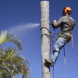 A&A Tree Service