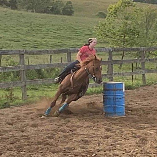 DOUBLE M PERFORMANCE HORSES Bidwell, Ohio Horseback Riding Phone