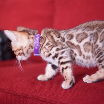 Bengal Babies Cattery - His beautiful rosettes - Pet Sitting Near Me Bengal Babies Cattery - His beautiful rosettes - Pet Sitting Near Me