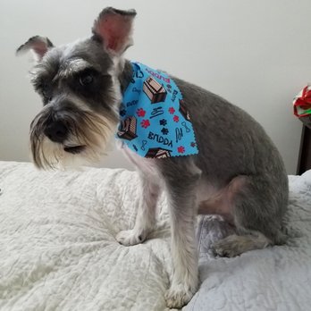 All 4 Dirty Paws - Pet Groomers Near Me - Chicago, Illinois