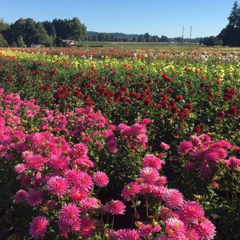 Swan Island Dahlias - Nurseries & Gardening Near Me - Canby, Oregon