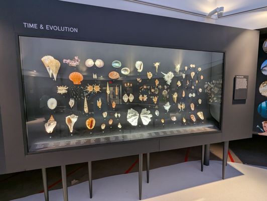 Bailey-Matthews National Shell Museum & Aquarium by null