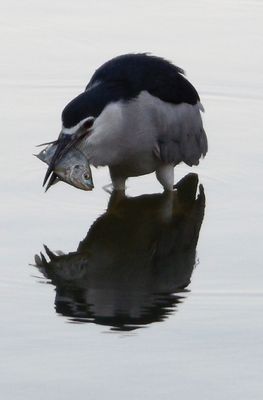 Daan Forest Park by null