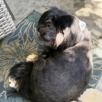Fluff N Buff - Pet Groomers Near Me - Fairfield, California