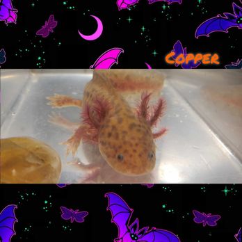 LAS VEGAS EXOTIC FISH - Updated July 2025 - 57 Photos & 34 Reviews