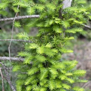 Torreya State Park - Parks Near Me - Bristol, Florida