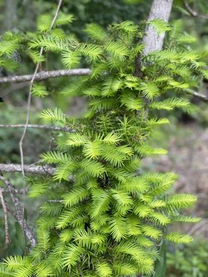 Torreya State Park by null
