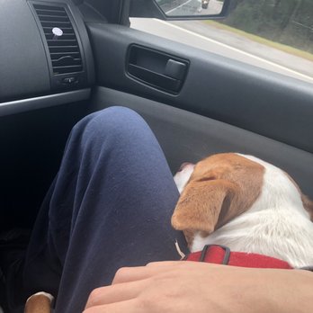 Petco - My puppy that tried to "bite him" - Pet Training Near Me - Bluffton, South Carolina Petco - My puppy that tried to "bite him" - Pet Training Near Me - Bluffton, South Carolina